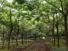 重陽木