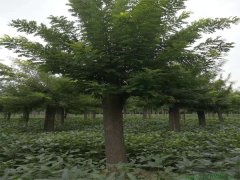 大國槐基地