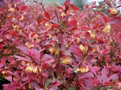 紅葉小檗