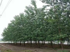 楊樹