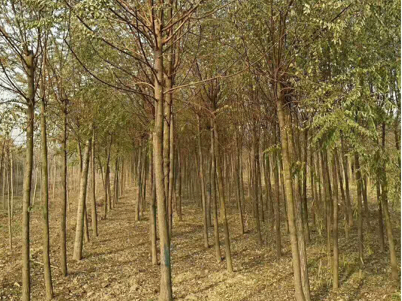 刺槐樹如何培育？刺槐樹田間管理