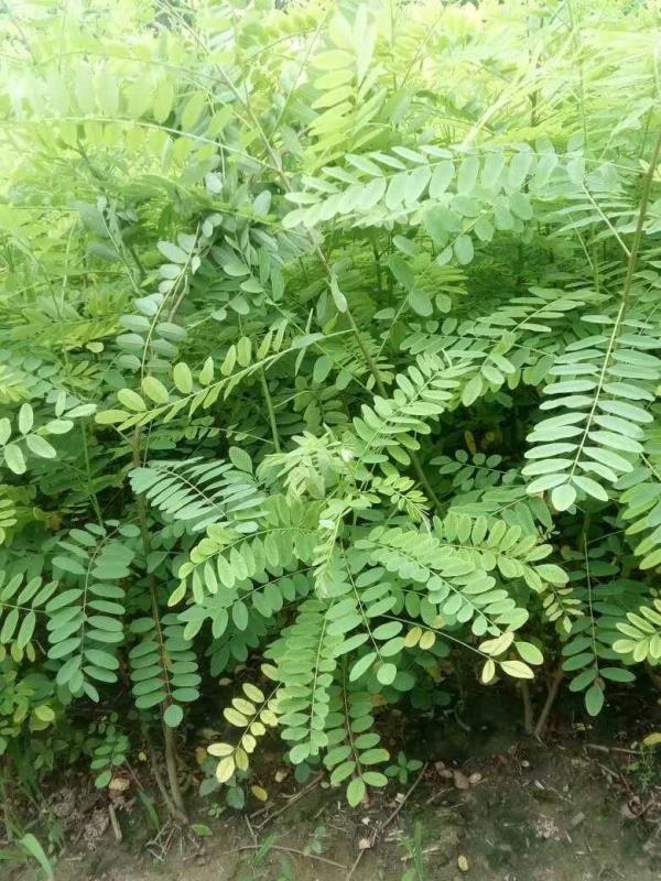 紫穗槐種子種植方法有哪些？