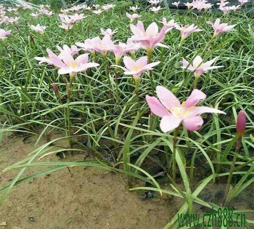 蔥蘭一年中幾月份開(kāi)花?