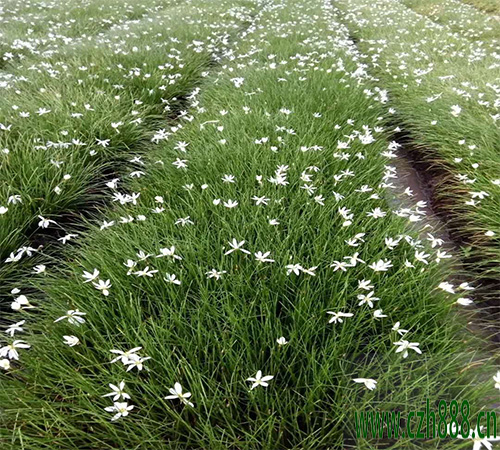 蔥蘭一年中幾月份開(kāi)花?