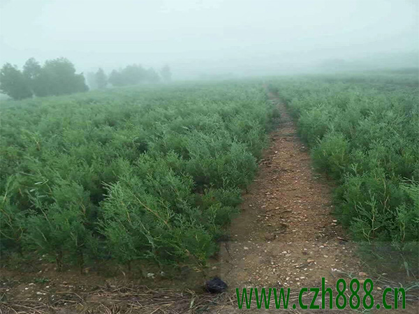 側柏有哪些種類?柏樹有哪些種類和名稱