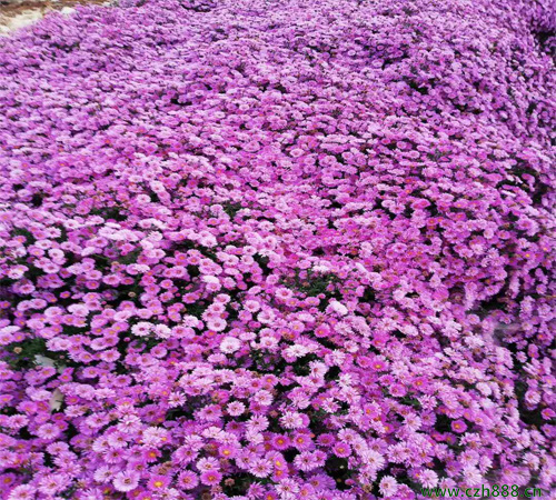 荷蘭菊什么時(shí)候開(kāi)花? 荷蘭菊的花期有多久?