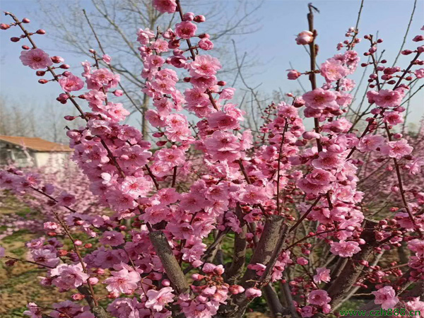 榆葉梅花期在幾月?榆葉梅栽種養(yǎng)護(hù)技巧
