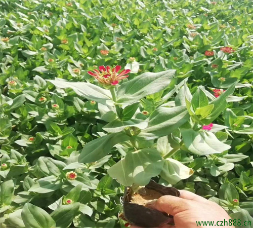百日草的養(yǎng)護(hù)方法 百日草病蟲害防治方法