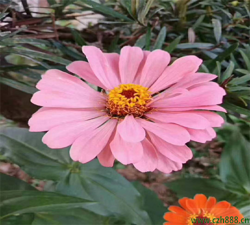 百日草的養(yǎng)護(hù)方法 百日草病蟲害防治方法