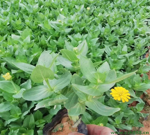 百日草的養(yǎng)護(hù)方法 百日草病蟲害防治方法