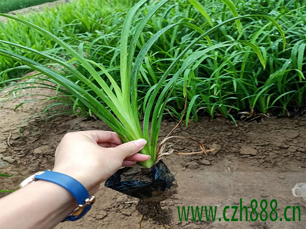 大花萱草適合在哪種土壤種植?大花萱草的生長習性