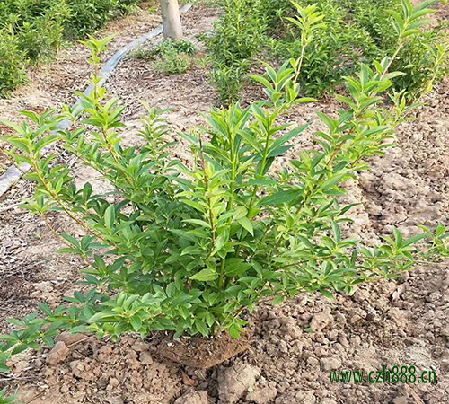 連翹的種植前景怎么養(yǎng)？ 連翹的特性有哪些？