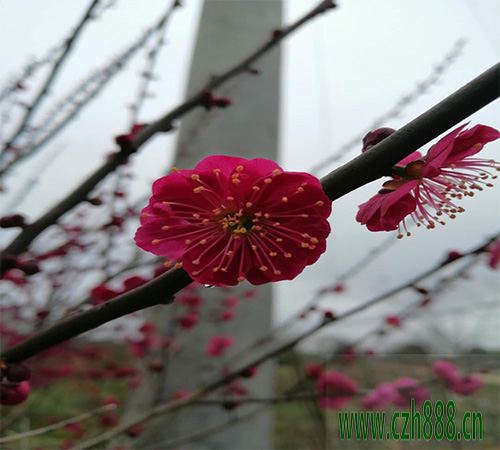 紅梅的繁衍有哪些方法? 紅梅的日常養(yǎng)護(hù)