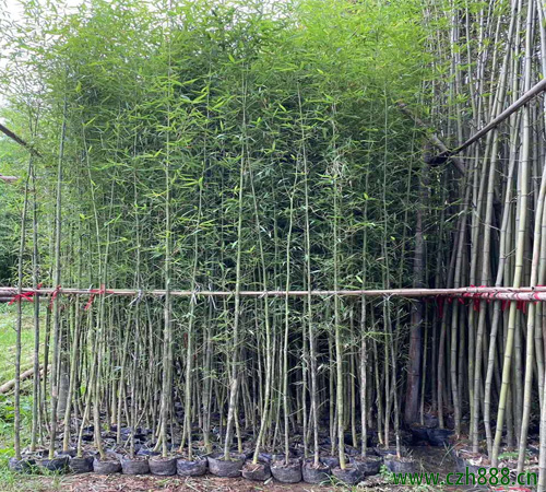 剛竹養植的方法 剛竹種植的注意事項