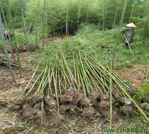 剛竹養植的方法 剛竹種植的注意事項