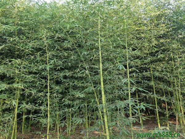 剛竹養植的方法 剛竹種植的注意事項
