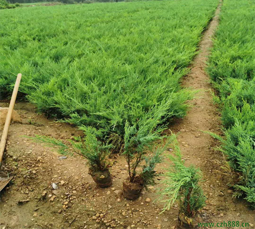 沙地柏種植方法和養護分享