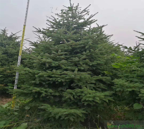 云杉樹好不好養(yǎng)護?云杉有哪些特點