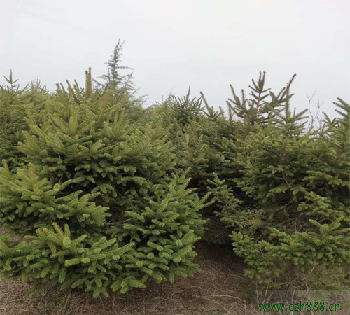 云杉如何種植容易成活？這些細節不能忽視