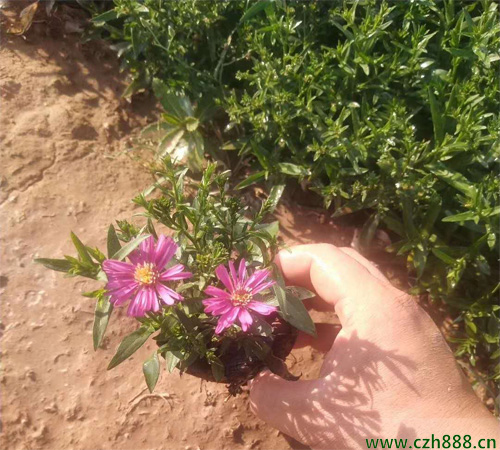 荷蘭菊如何修剪？ 荷蘭菊修剪和養護方法