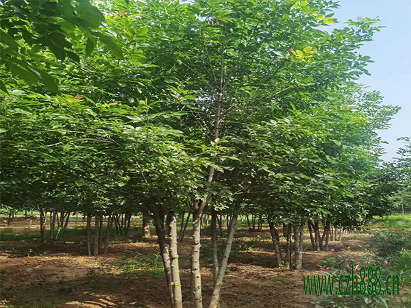 白蠟的基本特征 白蠟的培育要點有哪些？