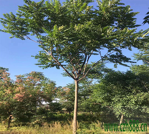 臭椿的種植價值 臭椿的育苗方法和養護管理