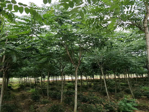 臭椿的種植價值 臭椿的育苗方法和養護管理