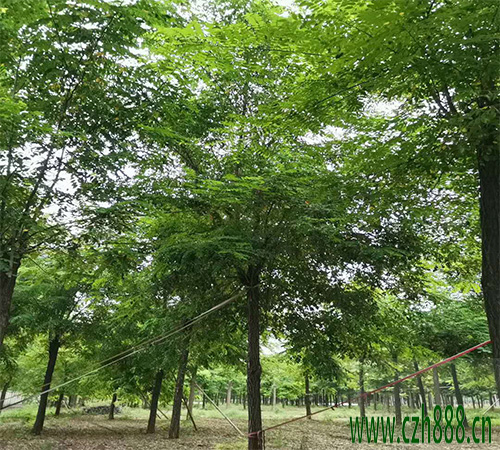 刺槐的育苗方法 刺槐的育苗時間