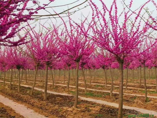 紫荊適合種在哪些地方?紫荊的播種育苗方法