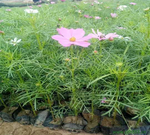 波斯菊適合什么時候種植? 波斯菊的種植時間和方法