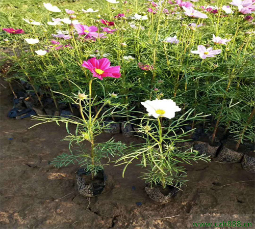 波斯菊適合什么時候種植? 波斯菊的種植時間和方法