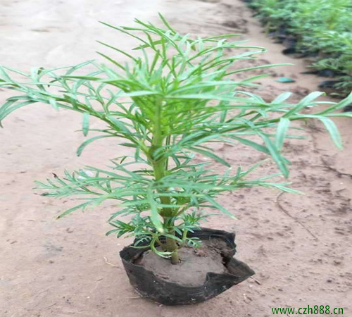 波斯菊適合什么時候種植? 波斯菊的種植時間和方法