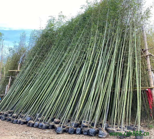 剛竹的生長習性介紹 剛竹的養護管理