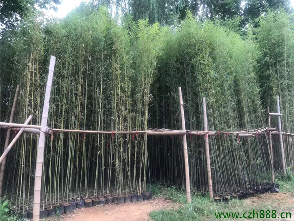 剛竹的生長習性介紹 剛竹的養護管理