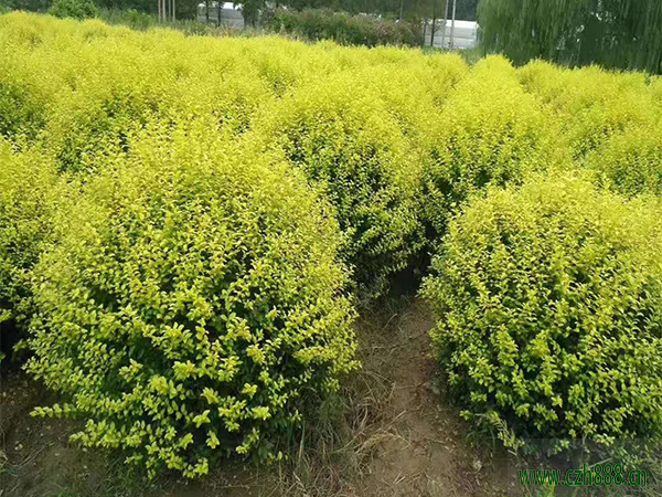 金葉女貞一般什么季節(jié)開花?
