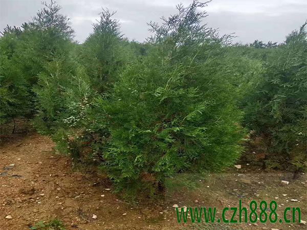 側柏適合什么季節種植？ 側柏種植的注意事項