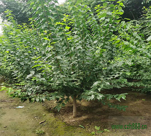 臘梅的培育方法和注意事項 臘梅適合的生長溫度