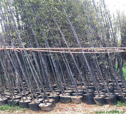 紫竹冬季如何養護? 冬季養護紫竹的注意事項