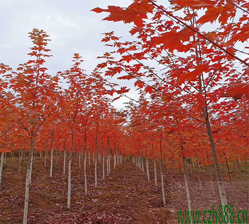 美國紅楓多久可以長大？ 美國紅楓的生長速度