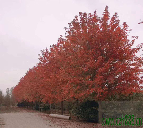 美國紅楓多久可以長大？ 美國紅楓的生長速度