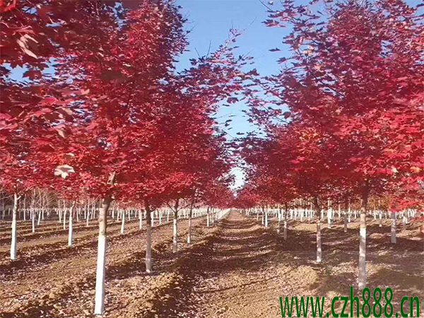 美國紅楓多久可以長大？ 美國紅楓的生長速度