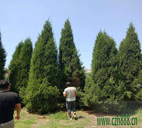 塔柏的種植方法 塔柏種植的注意事項(xiàng)