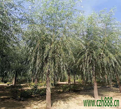 柳樹(shù)什么時(shí)候修剪合適? 柳樹(shù)修剪需要考慮的方面