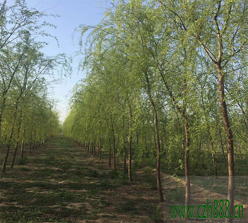 柳樹(shù)什么時(shí)候修剪合適? 柳樹(shù)修剪需要考慮的方面
