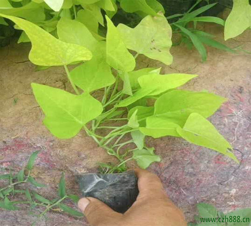 金葉薯的種植方法和注意事項 金葉薯的經濟價值