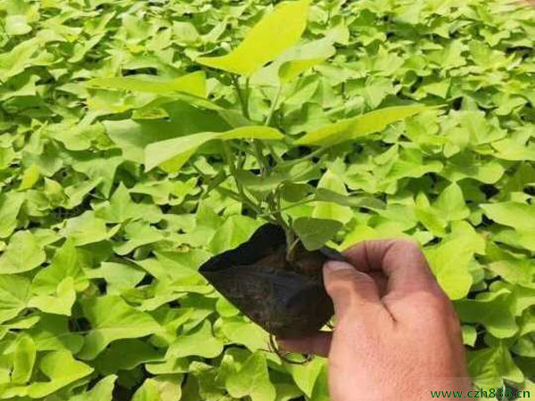 金葉薯的種植方法和注意事項 金葉薯的經濟價值
