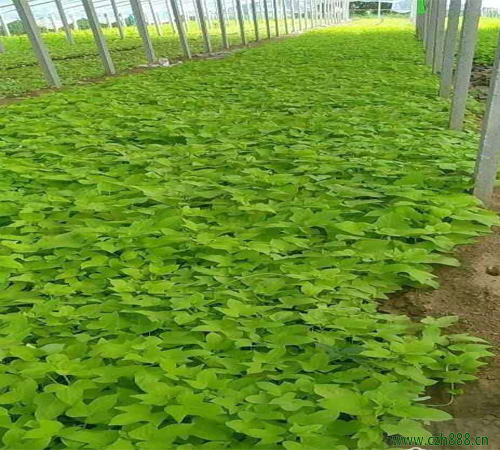 金葉薯的種植方法和注意事項 金葉薯的經濟價值