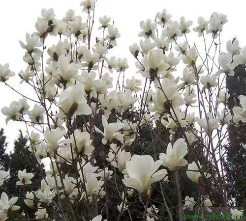 白玉蘭花適不適合家庭室內(nèi)養(yǎng)殖?