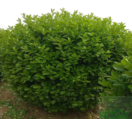 黃楊球一般什么季節(jié)開(kāi)花?