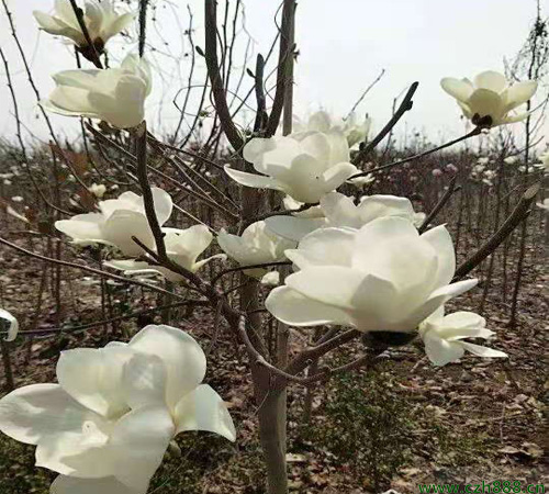 白玉蘭花需不需要剪枝修葉？